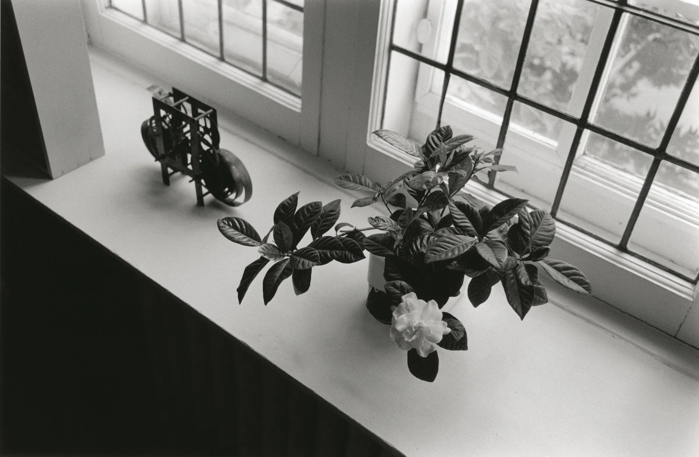 Michiko’s Gardenia, Montreal, 1974